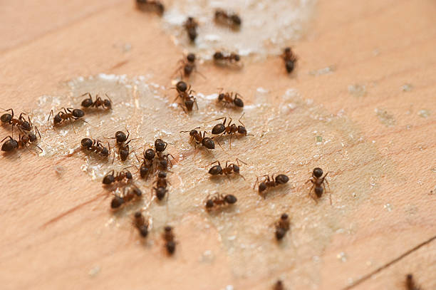 Best Local Pest Control Services  in Trooper, PA